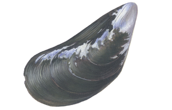 Mussels