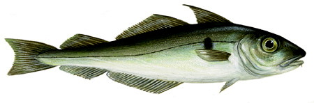 Melanogramnius aeglefinus