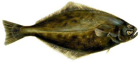 Hippoglossus hippoglossus