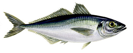 Trachurus trachurus