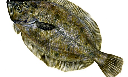 Lepidorhombus whittiagonis