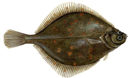 Pleurohectes platessa