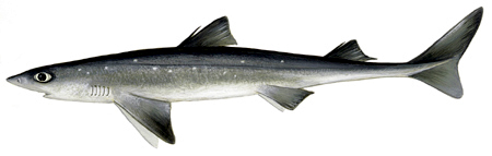 Squalus acanthias