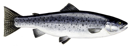 Oncorhyndruis mykiss andr.